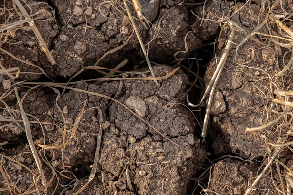 Tierra Agrietada Muerta Problema Calentamiento Global — Foto de Stock