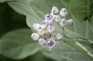 Bahçe içinde güzel beyaz çiçeklerin tatlı