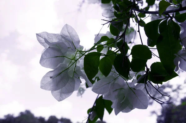 Closeup de belas flores brancas isolar no fundo do céu — Fotografia de Stock