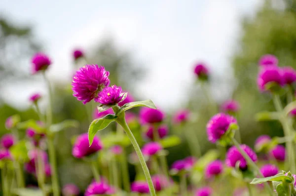 Närbild av vackra rosa blommor i trädgården — Stockfoto