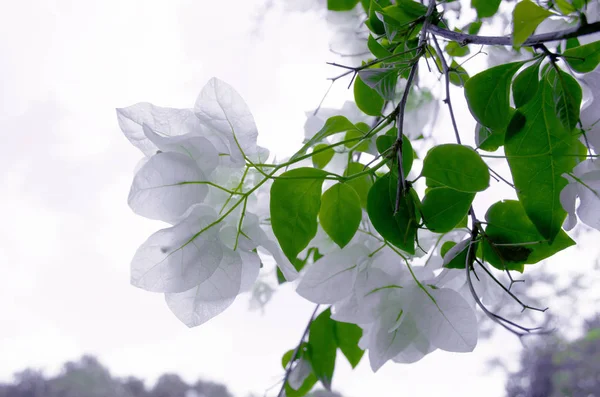 Closeup de belas flores brancas isolar no fundo do céu — Fotografia de Stock