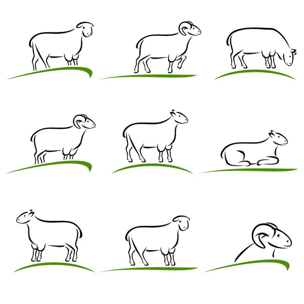 Sheep and lamb set. — Stock Vector