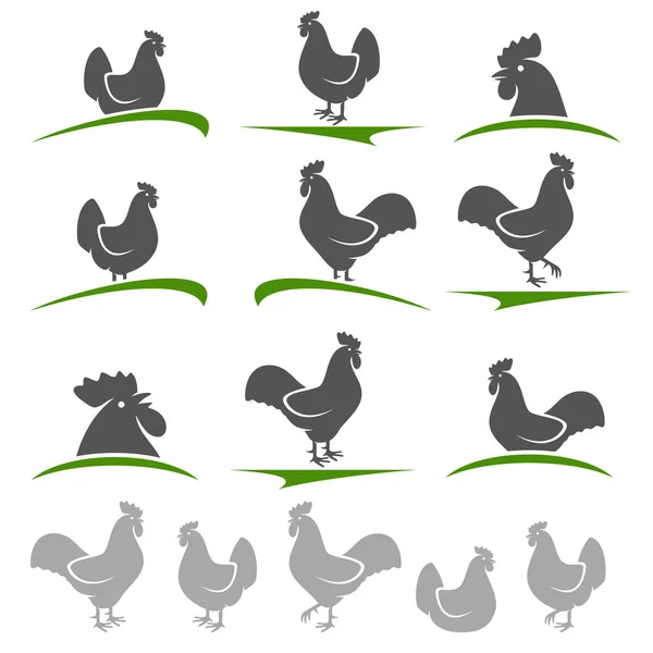 Conjunto de polla y pollo — Vector de stock