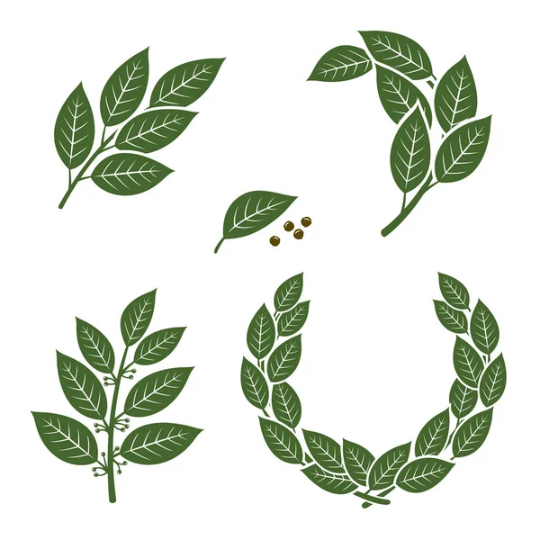 Set di foglie di alloro — Vettoriale Stock