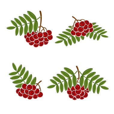 Çilek rowan set. Vektör