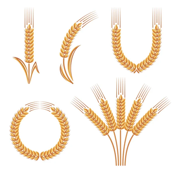 Ears Wheat Rye Set Vector — Stock Vector
