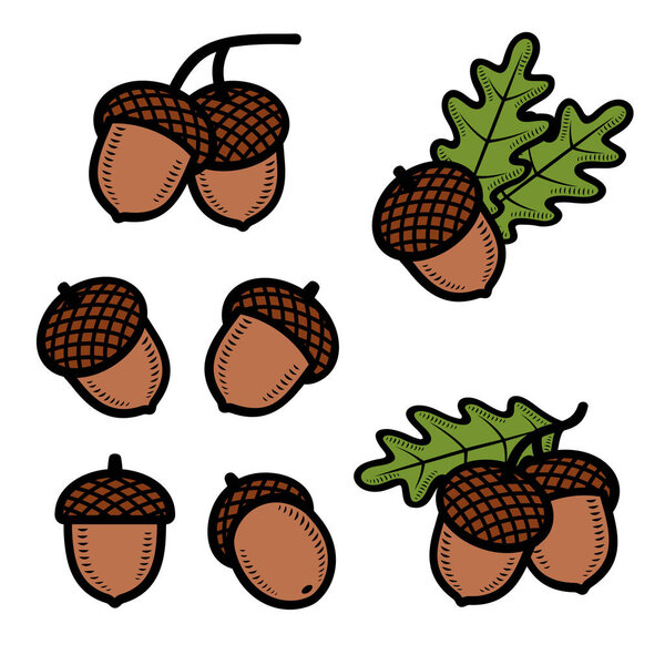 Acorns set. Collection icon acorns. Vector