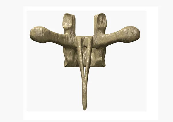人間の椎骨、3 d レンダリング — ストック写真