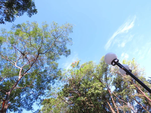 Follaje de árboles bajo el cielo azul — Foto de Stock