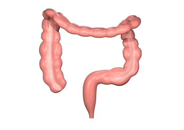 Large Intestine Isolated White Background Rendering — Stock Photo, Image