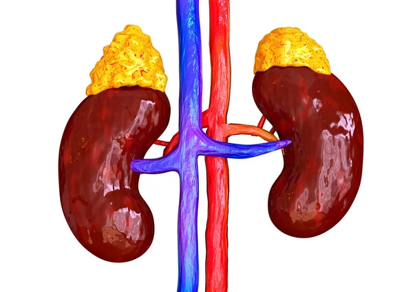 Le ghiandole surrenali sono responsabili del rilascio di ormoni in risposta allo stress come cortisolo e adrenalina. Stimolano la conversione di proteine e grassi in glucosio — Foto Stock