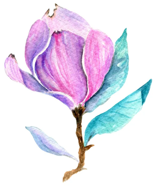 木兰花插图手绘 春花水彩画 白色背景的孤立插图 任何有创意的东西和印刷品 — 图库照片