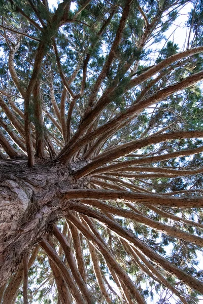 Дивлячись Вгору Стовбур Дерева Знизу — стокове фото