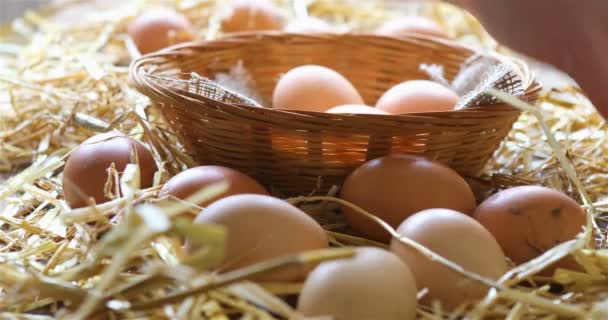 Un agriculteur local recueille des œufs dans un poulailler — Video