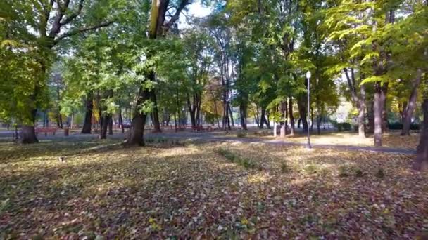 Imágenes aéreas del paisaje natural otoñal en el parque de la ciudad — Vídeos de Stock