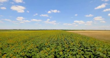 Ayçiçeği bir alanın üzerine yaz gün uçan uçak. Yaz peyzaj ayçiçeği bir ürün. 4k