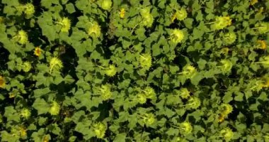 Ayçiçeği bir alanın üzerine yaz gün uçan uçak. Yaz peyzaj ayçiçeği bir ürün. 4k