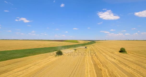 Luchtfoto Van Combineren Harvester Verzamelt Tarwe Zomerdag Het Oogsten Van — Stockvideo