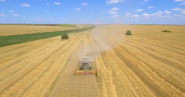 Luchtfoto Van Combineren Harvester Verzamelt Tarwe Zomerdag Het Oogsten Van — Stockvideo