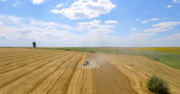 Воздушный Кадр Комбайна Собирает Пшеницу Летний День Урожай Зерновых Полей — стоковое видео