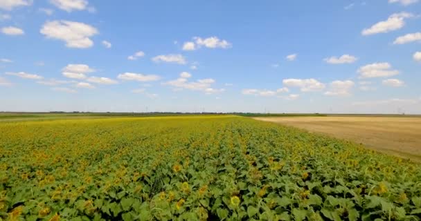 夏の日のひまわり畑の上を飛んでのドローン ひまわり収穫の夏の風景 — ストック動画