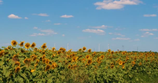 Подсолнухи Цветут Поле Против Летнего Голубого Неба — стоковое видео