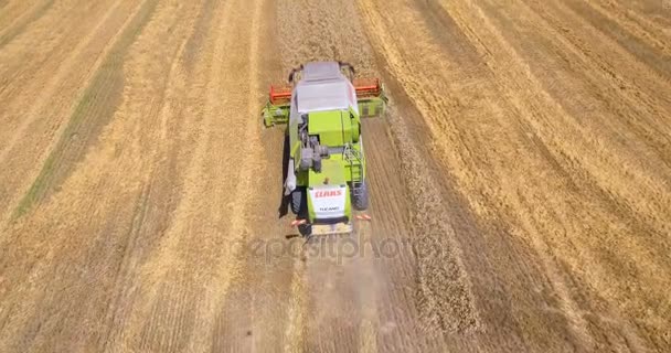 Пташиного Польоту Єднати Трактор Комбайни Пшенична Сфера Літній День — стокове відео