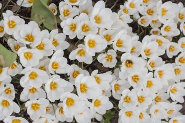 Çiğdem, çiçek, bahar