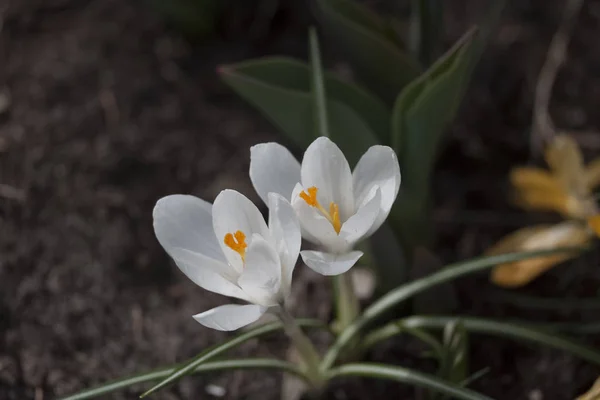 Crocus, flor, primavera — Fotografia de Stock