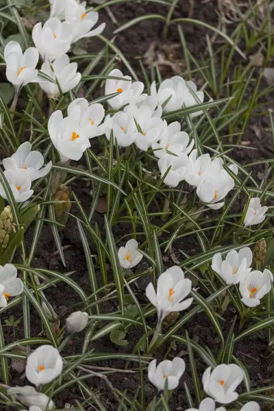 Crocus, flor, primavera — Fotografia de Stock