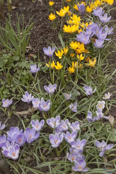 Crocus, flor, primavera — Fotografia de Stock