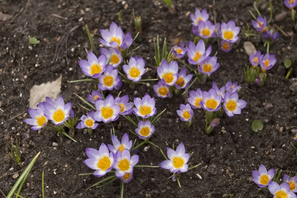 Crocus,flower, spring — Stock Photo, Image