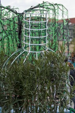 Dekorasyon, çiçek, mevsim Moskova, Bahar