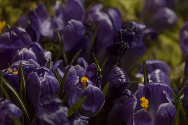 Tulipa, flor, mola — Fotografia de Stock