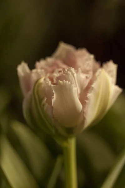 Tulipán, flor, primavera — Foto de Stock