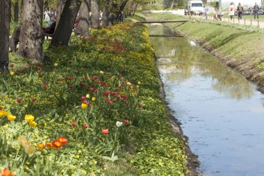 Lale, çiçek, Bahar çiçek açması,