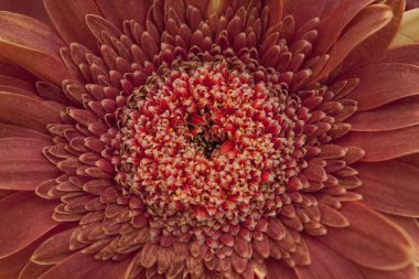 gerbera, çiçek, bahar çiçek açması,