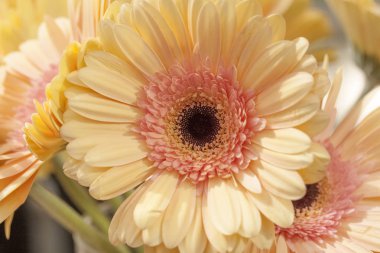 gerbera, çiçek, bahar çiçek açması,