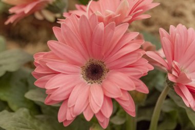 gerbera, çiçek, bahar çiçek açması,
