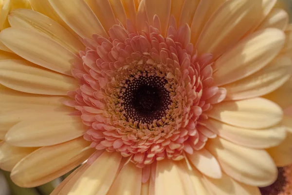 gerbera, çiçek, bahar çiçek açması,
