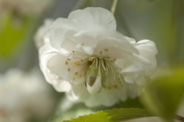 Mandeln Der Blühende Baum Blume Frühling Blüte — Stockfoto