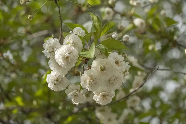 Mandeln Der Blühende Baum Blume Frühling Blüte — Stockfoto