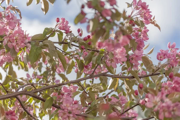 Mandula Virágzó Virág Tavasz Virágzó — Stock Fotó