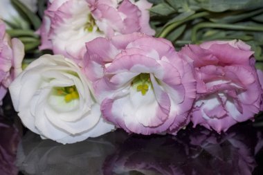 Gül, çiçek, Bahar çiçek açması,