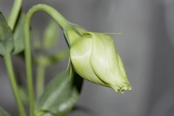 Růže Květ Jaro Kvetoucí — Stock fotografie