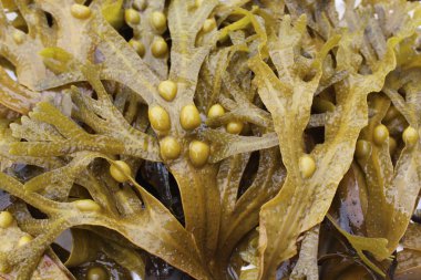 mesane ihtişamlı (Fucus vesiculosus)