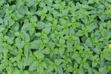 Ortak ısırgan (urtica dioica)