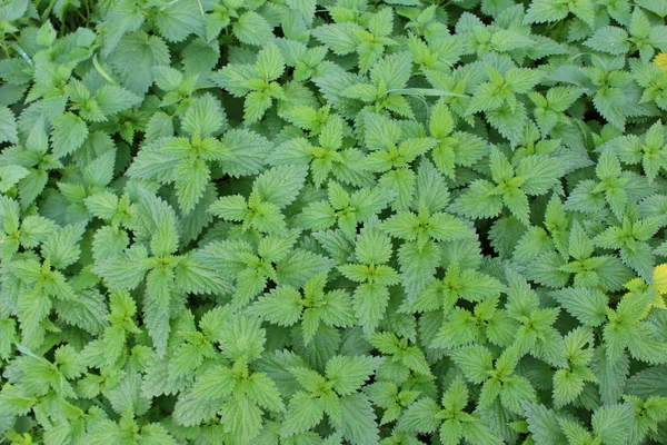 일반적인 쐐기 풀 (urtica dioica) — 스톡 사진