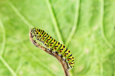 Sarı Kırlangıç (Papilio machaon) tırtıl