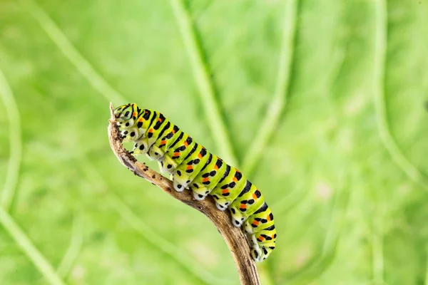 Coda forcuta gialla (Papilio machaon) bruco — Foto Stock